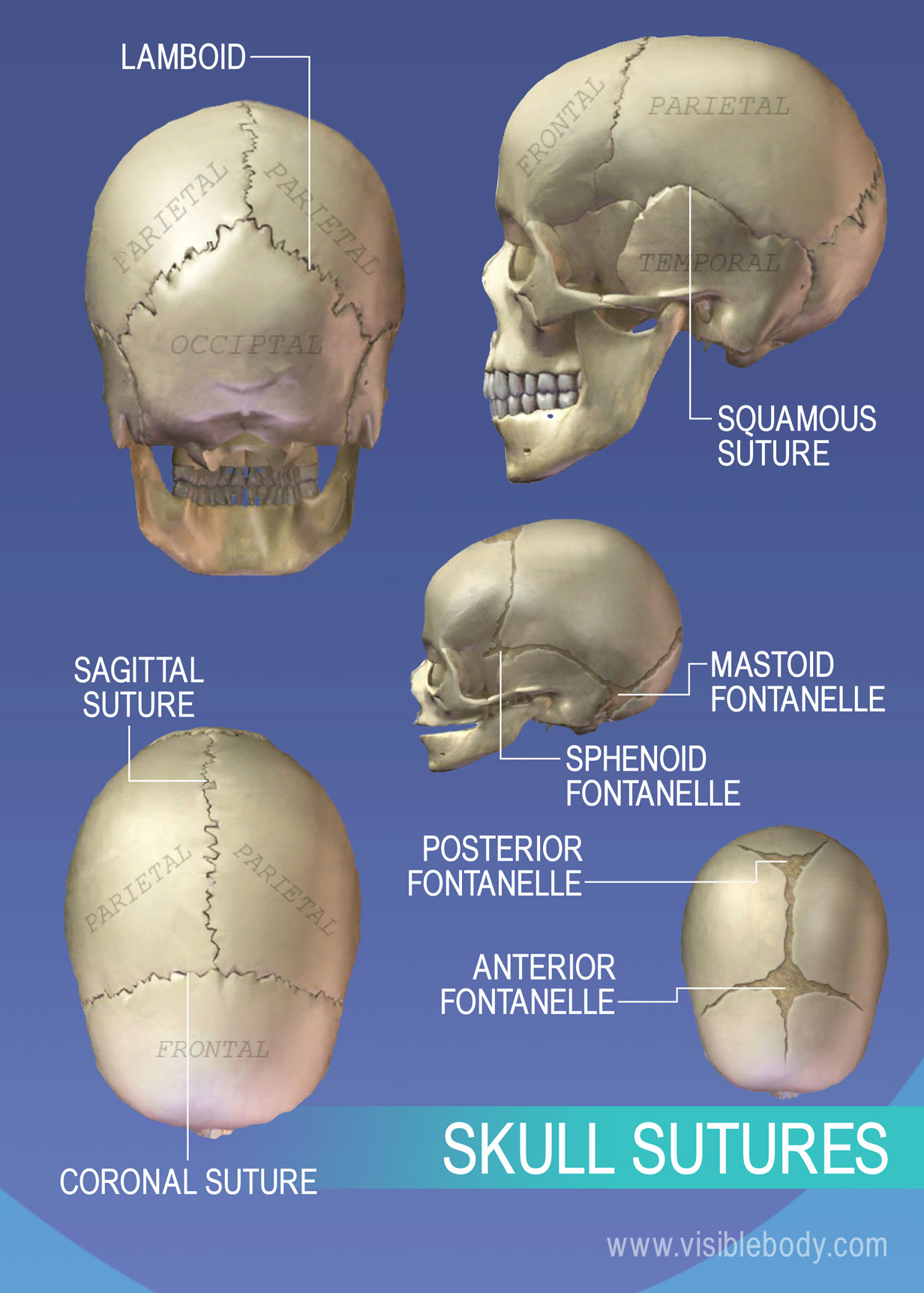 Learn Skeleton Anatomy | Axial Skeleton