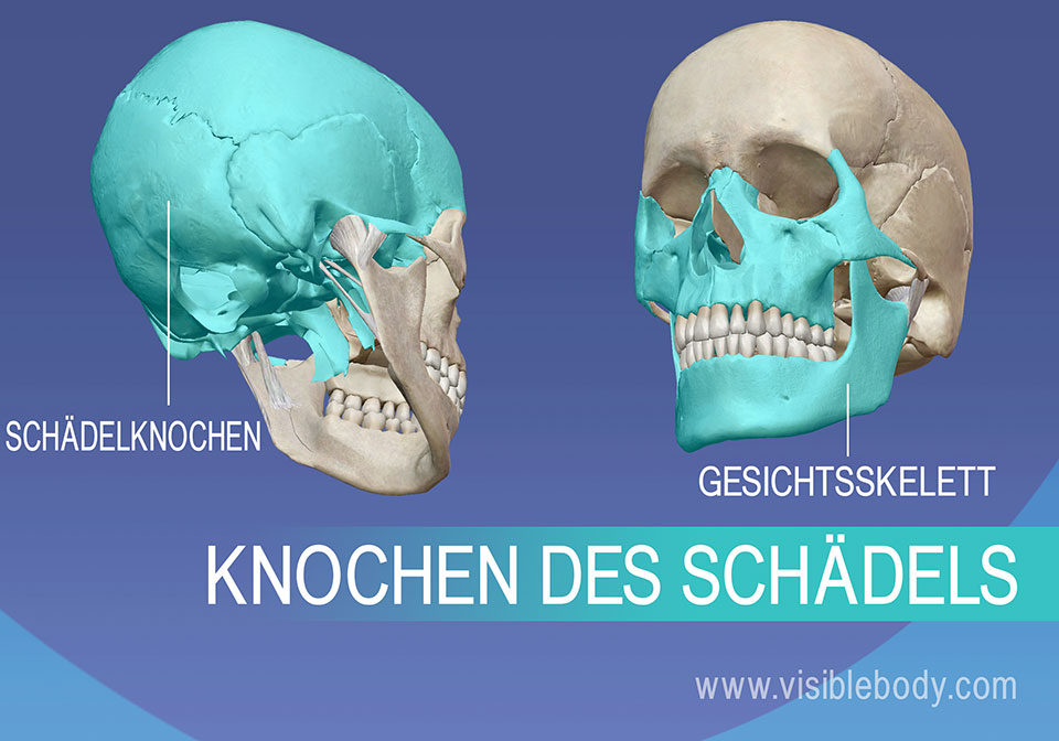 Facial And Cranial Bones 80