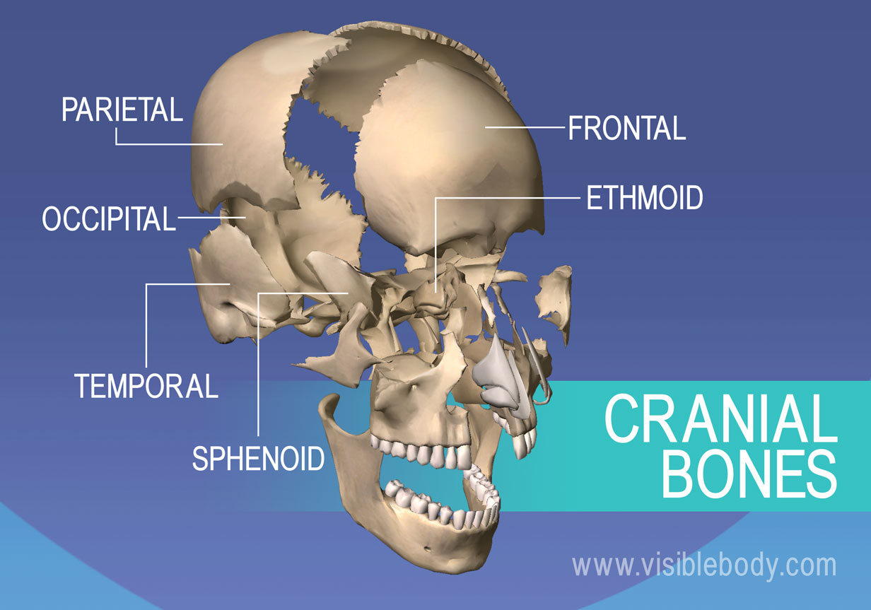 Learn Skeleton Anatomy | Axial Skeleton