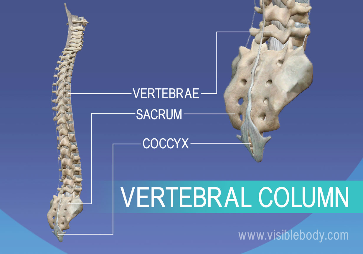 Learn Skeleton Anatomy | Axial Skeleton