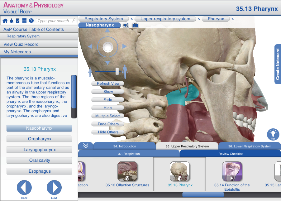 pharynx,lamina propria anatomy and physiology: the pharynx and epiglottis