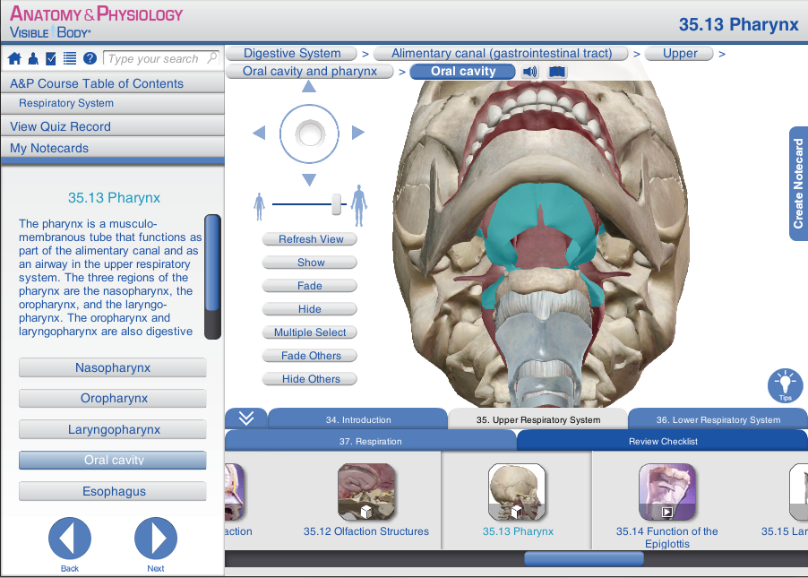Anatomy and Physiology: The Pharynx and Epiglottis oval floor diagram for food 
