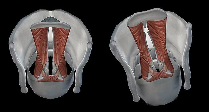 Anatomy and Physiology: Phonation and the Larynx