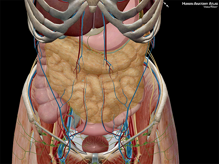 5 Facts about the Anatomy of the Pelvic Cavity