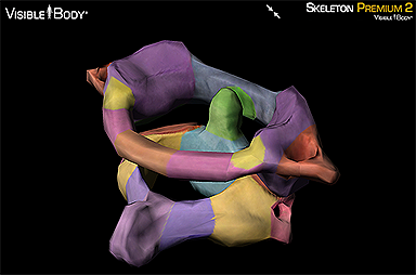 3D Skeletal System: Atlas, Axis, and the Atlanto-Axial Relationship