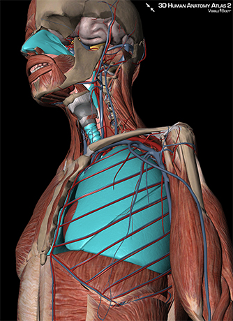 Respiratory system 3D