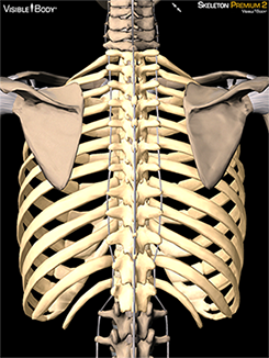ribcage-posterior.png?t=1414771634491