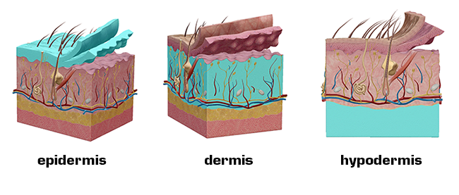 Anatomy and Physiology: Five Things About The Integumentary System