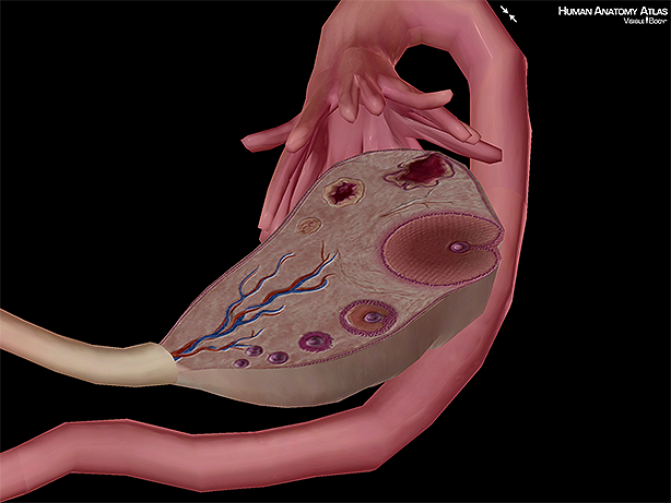 Anatomy And Physiology Uterine Anatomy