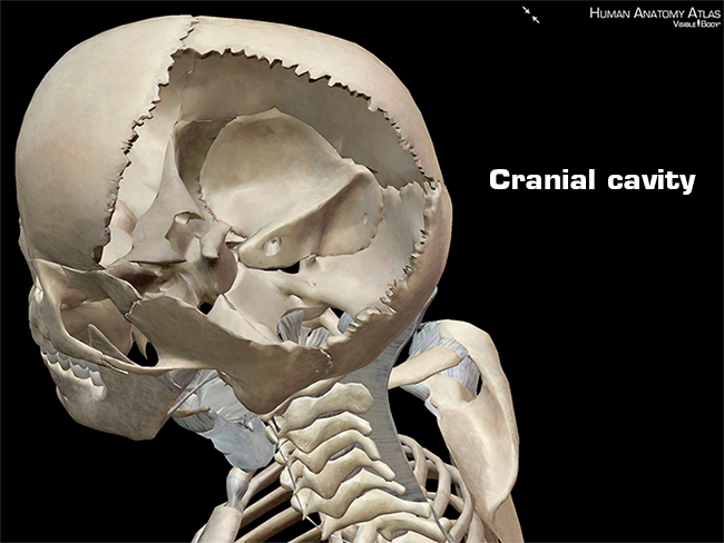 cranial cavity body anatomy physiology