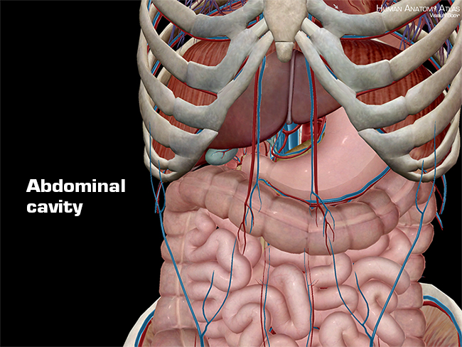 Anatomy and Physiology: Anatomical Planes and Cavities