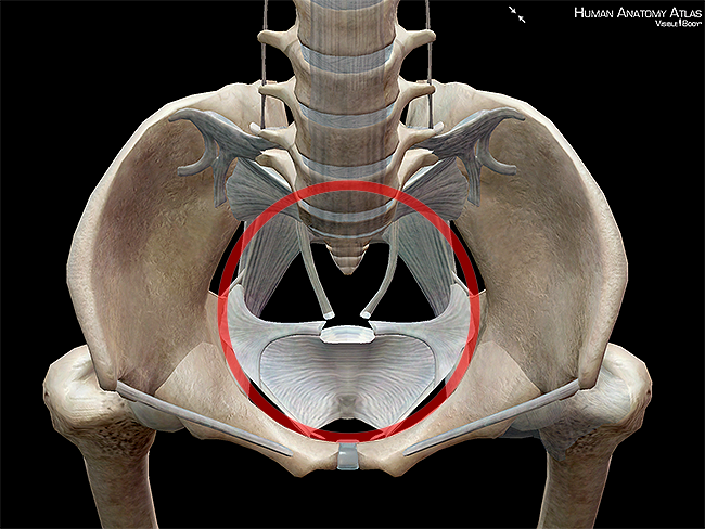 3D Skeletal System: 5 Cool Facts about the Hip Bones