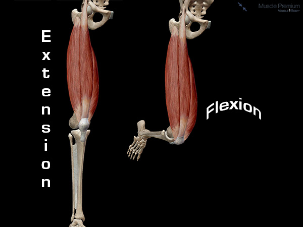 Learn Muscle Anatomy: Knee Joint Group