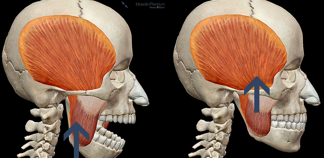 Schema of jaw and neck muscle coordination while chewing gum on the