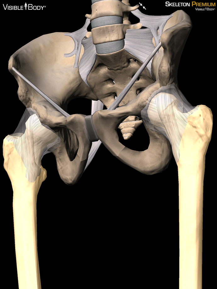Femur weight bearing long bone strongest bone longest bone
