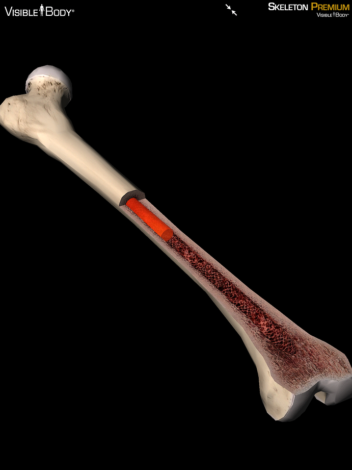 Femur marrow medullary cavity cancellous bone