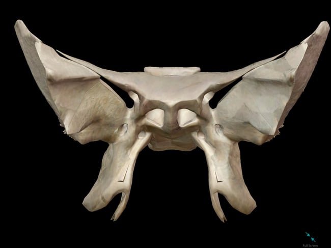 sphenoid-skull-bone.png