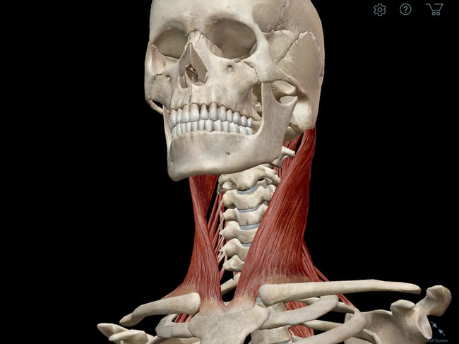Learn Muscle Anatomy: Sternocleidomastoid