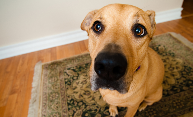 how_do_i_stop_my_dog_from_begging_istock