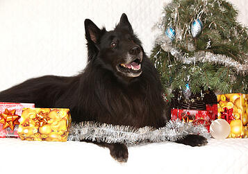 photodune-6335643-amazing-groenendeal-dog-with-christmas-decorations-xs