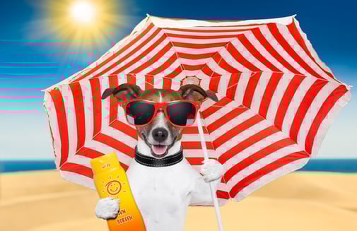 dog-summer-sunscreen-xs