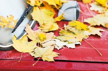 leaves-on-red-car-hood-xs
