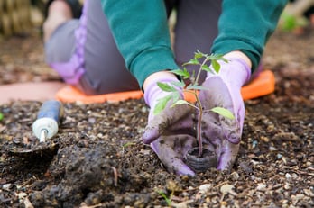 photodune-1327353-gardening-xs