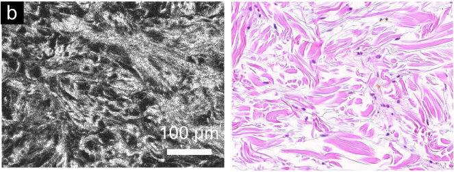 FFOCT-histology-LLTech