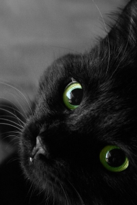 Felis catus Felis catus