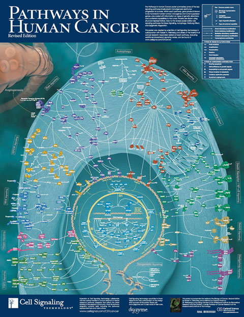Free Pathways in Human Cancer Poster