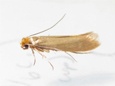 Cooper can control Moths in your home