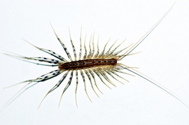 Centipede Control | Centipede Removal