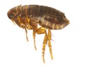 Flea Removal in NJ and PA | Cooper Pest Control