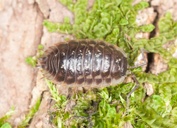 Pillbugs