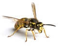 Yellow Jacket Pest Control in NJ and Bucks County PA