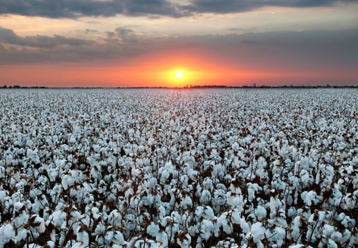 Cotton_Field.jpg