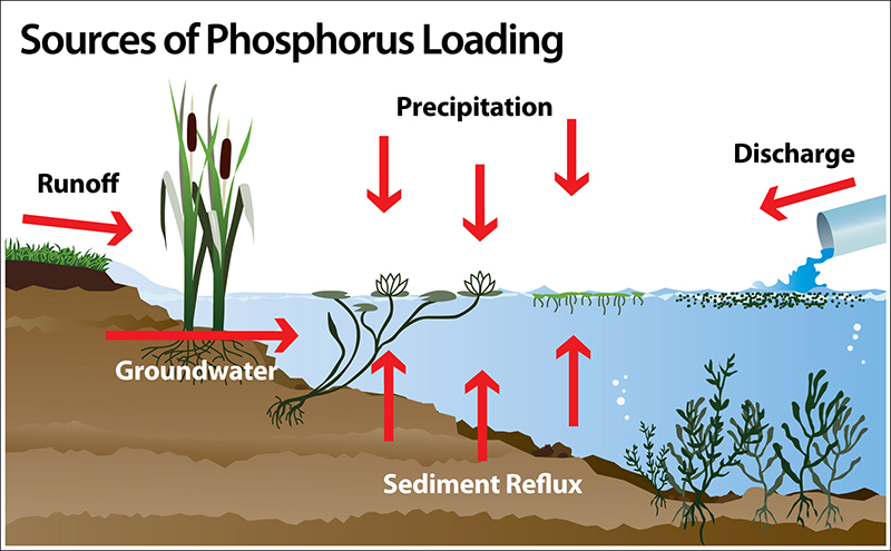 Improving Pond Water Quality Through Phosphorus Reduction fishimg diagram of a pond 