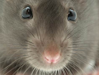 I Smell a (Trochulis) RAT