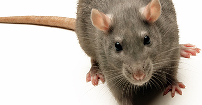 ThreatSTOP Blocks Adwind -- new Cross-Platform RAT