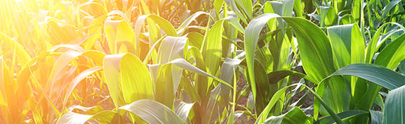 corn_header-1