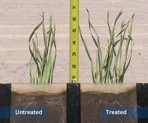 Improved shoot growth (2)