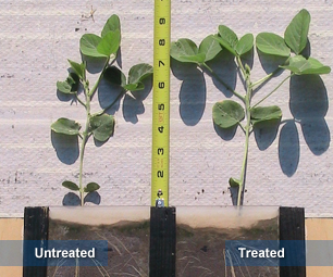 Improved shoot growth (3)