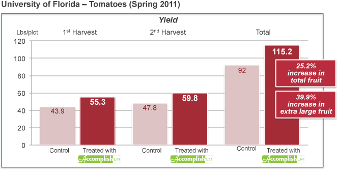 IFAS Data: Accomplish LM Can Improve Tomato Yields and Fruit Size