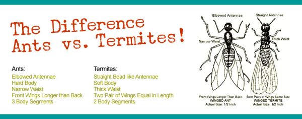 Four insects that can destroy your home