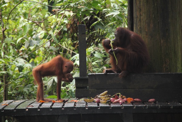 rainforest_lodge_Borneo