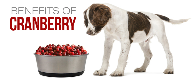 Ποια είναι η χρησιμότητα των Cranberrys;