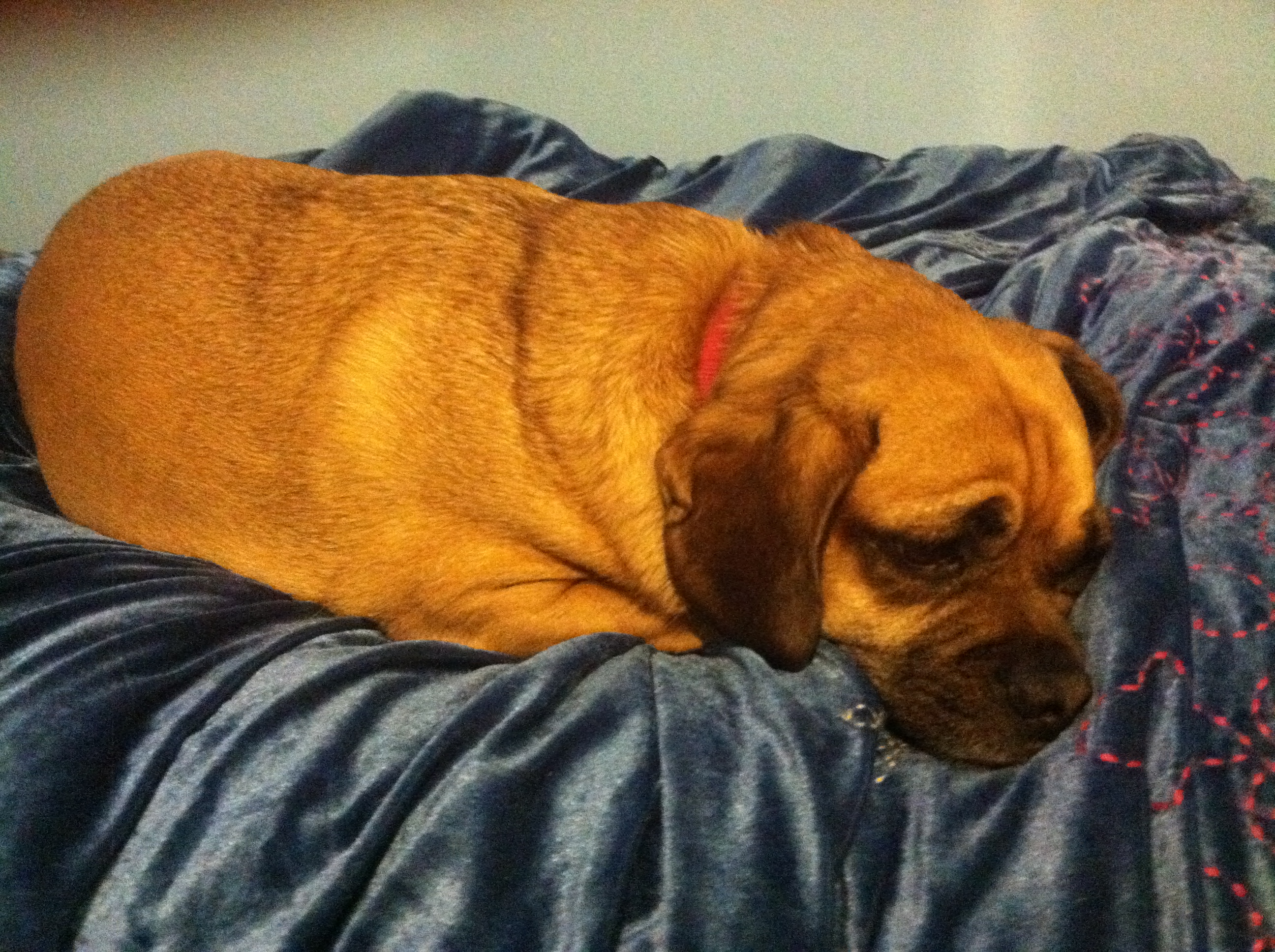 can dogs sleep apnea does my sleep apnea can dogs sleep apnea does my sleep apnea