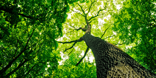 the next steps for Dramatic Growth in the Tree Care Industry