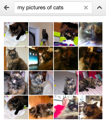 My pictures of cats
