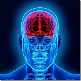 Human Brain